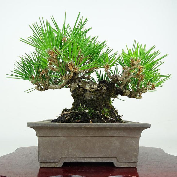 盆栽 松 黒松 瑞宝 樹高 約17cm くろまつ Pinus thunbergii クロマツ マツ科 常緑針葉樹 観賞用 小品 d1212010448