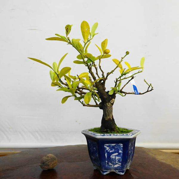 盆栽 金豆 樹高 約 18cm きんず Fortunella hindsii キンズ マメキンカン ミカン科 キンカン属 常緑樹 鑑賞用 観賞用 小品 m1212011598