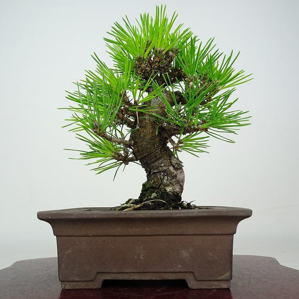 盆栽 松 黒松 樹高 約18cm くろまつ Pinus thunbergii クロマツ マツ科 常緑針葉樹 鑑賞 観賞用 小品 r1212015979