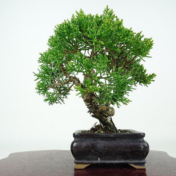 盆栽 真柏 樹高 15cm しんぱく Juniperus chinensis シンパク ヒノキ科 常緑樹 鑑賞 観賞用 小品 g1212013624