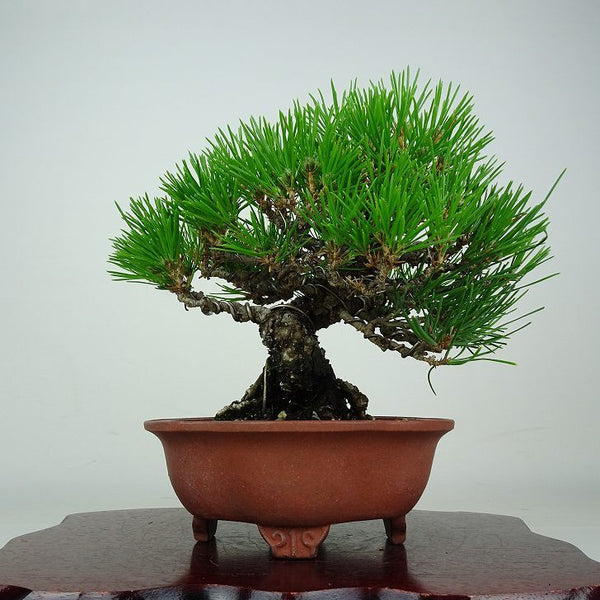 盆栽 松 黒松 樹高 約18cm くろまつ Pinus thunbergii クロマツ マツ科 常緑針葉樹 鑑賞 観賞用 小品 p1212013582