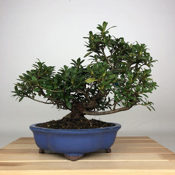 盆栽 皐月 中津の光 樹高 約21cm さつき Rhododendron indicum サツキ ツツジ科 常緑樹 鑑賞 観賞用 m1212015972
