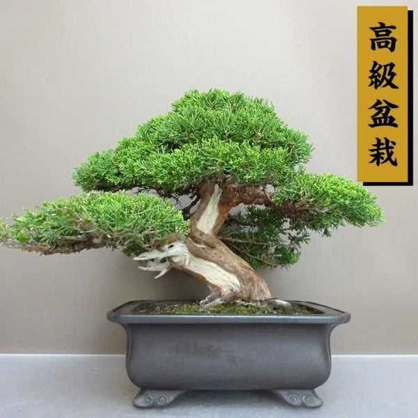 盆栽 真柏 樹高 約 27cm しんぱく 高級盆栽 Juniperus chinensis シンパク “ジン シャリ” ヒノキ科 常緑樹 鑑賞用 観賞用 e1212014528