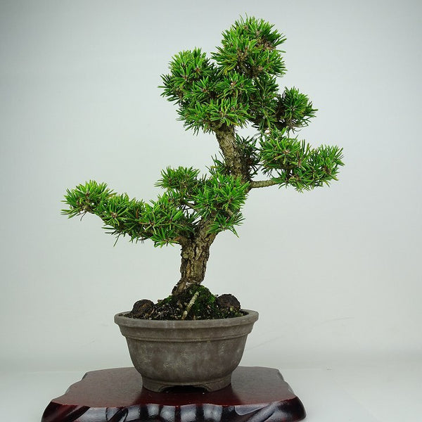 盆栽 松 寸松 黒松 樹高 約40cm くろまつ Pinus thunbergii クロマツ マツ科 常緑針葉樹 鑑賞 観賞用 l1212011940