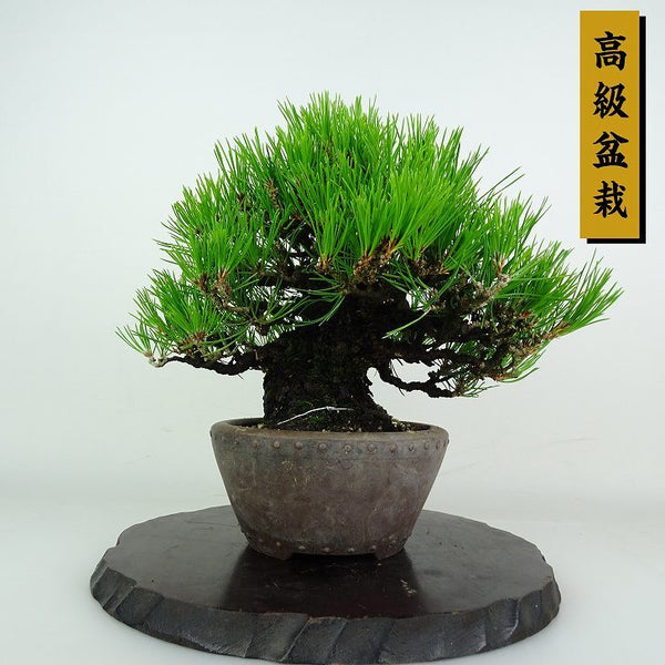 盆栽 松 黒松 樹高 約23cm くろまつ 高級盆栽 Pinus thunbergii クロマツ マツ科 常緑針葉樹 鑑賞用 観賞用 w1212016015