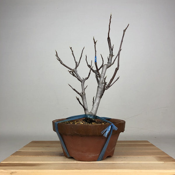 盆栽 木蓮 樹高 約31cm もくれん Magnolia liliiflora モクレン モクレン科 モクレン属 落葉樹 鑑賞 観賞用 r1212013845