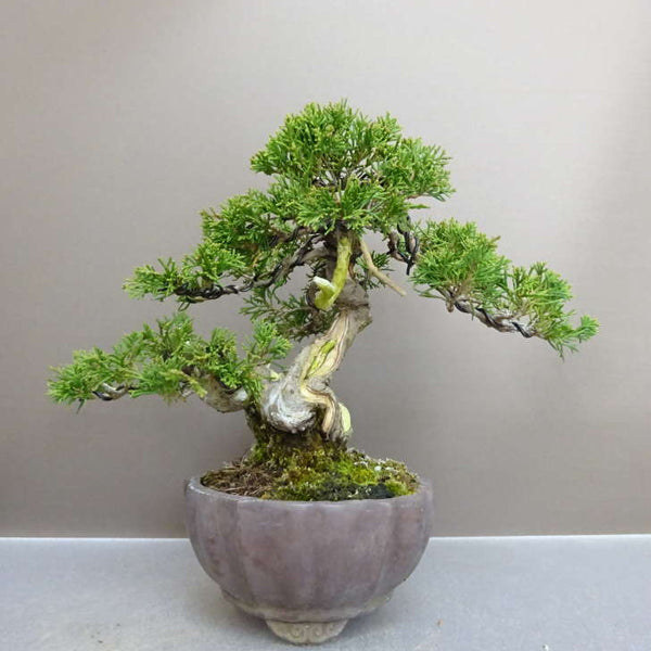 盆栽 真柏 樹高 約 19cm しんぱく Juniperus chinensis シンパク “ジン シャリ” ヒノキ科 常緑樹 鑑賞用 観賞用 小品 p1212012933