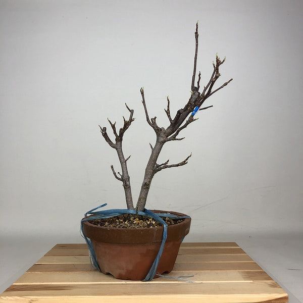 盆栽 木蓮 樹高 約36cm もくれん Magnolia liliiflora モクレン モクレン科 モクレン属 落葉樹 鑑賞 観賞用 x1212016720