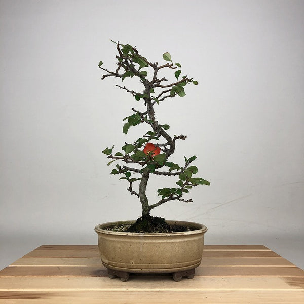 盆栽 梅 長寿梅 樹高 約24cm ちょうじゅばい Chaenomeles japonica チョウジュバイ バラ科 ボケ属 落葉樹 鑑賞 観賞用 n1212015281