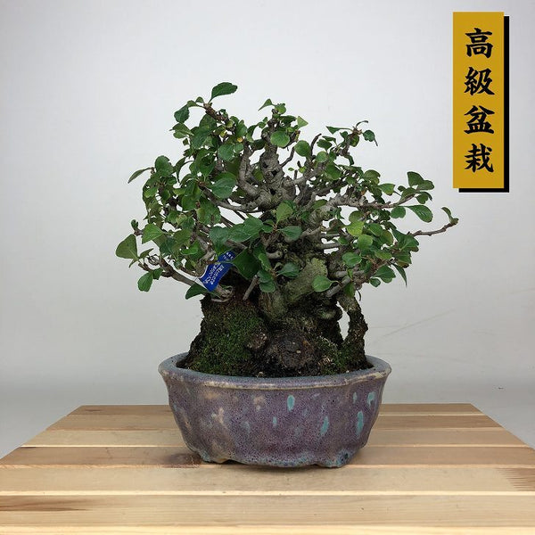 盆栽 木瓜 樹高 約20cm ぼけ 高級盆栽 Chaenomeles speciosa ボケ バラ科 ボケ属 落葉樹 鑑賞 観賞用 小品 r1212015335