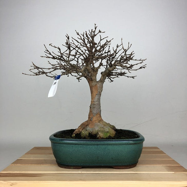 盆栽 楓 樹高 約29cm かえで Acer カエデ 紅葉 カエデ科 落葉樹 鑑賞用 観賞用 n1212009494