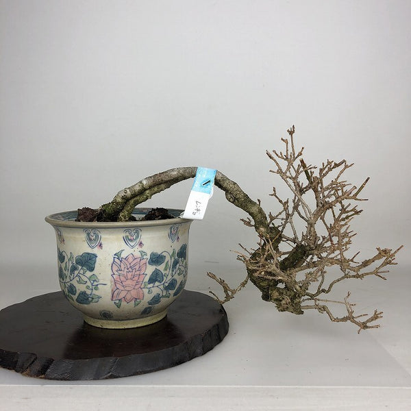 盆栽 連翹 樹高 上下 約24cm れんぎょう Forsythia suspensa レンギョウ モクセイ科 レンギョウ属 落葉樹 鑑賞 観賞用 b1212016361