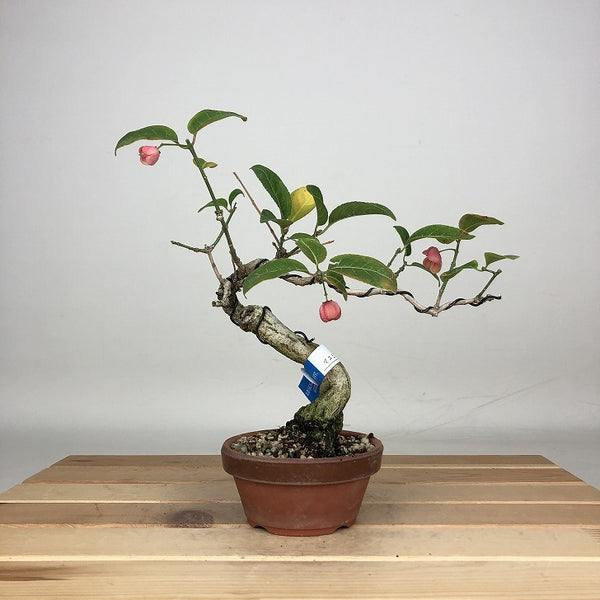 盆栽 こまゆみ 樹高 約18cm Euonymus alatus form ciliatodentatus コマユミ ニシキギ科 落葉広葉樹 鑑賞用 観賞用 小品 r1212018079