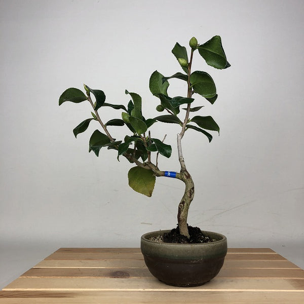 盆栽 椿 樹高 約30cm つばき Camellia japonica ツバキ ツバキ科 常緑樹 観賞用 j1212013185