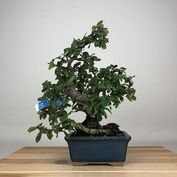 盆栽 ピラカンサ 樹高 約22cm Pyracantha バラ科 常緑樹 鑑賞用 観賞用 1212012197