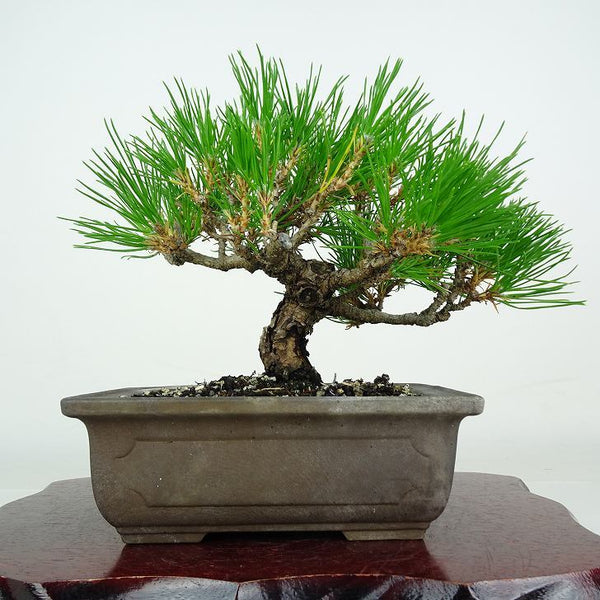 盆栽 松 黒松 樹高 約16cm くろまつ Pinus thunbergii クロマツ マツ科 常緑針葉樹 鑑賞 観賞用 小品 v1212017766