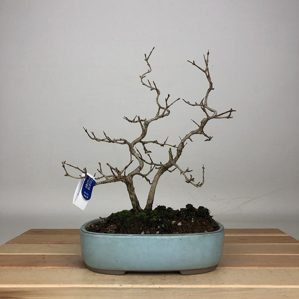 盆栽 石榴 樹高 約21cm ざくろ Punica granatum ザクロ ミソハギ科 ザクロ属 落葉樹 観賞用 r1212016925