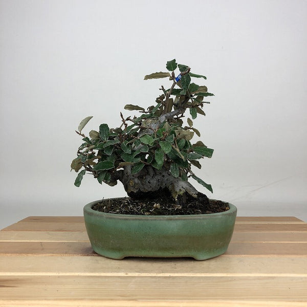盆栽 寒茱萸 樹高 約15cm かんぐみ Elaeagnus カングミ グミ科 常緑樹 鑑賞用 観賞用 小品 j1212015125