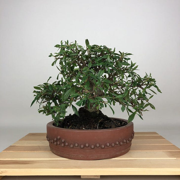 盆栽 梔子 樹高 約20cm くちなし Gardenia jasminoides クチナシ アカネ科 クチナシ属 常緑樹 鑑賞 観賞用 小品 d1212018659