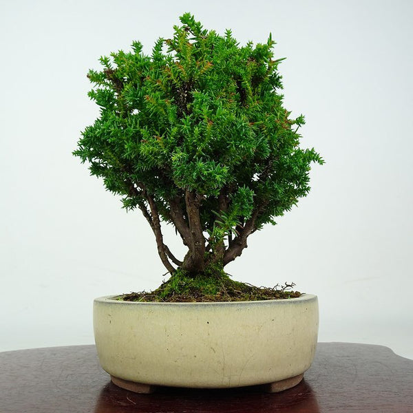 盆栽 杉 八房 樹高 約17cm すぎ Cryptomeria japonica スギ ヒノキ科 スギ属 常緑樹 鑑賞 観賞用 小品 u1212020359