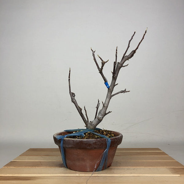 盆栽 木蓮 樹高 約26cm もくれん Magnolia liliiflora モクレン モクレン科 モクレン属 落葉樹 鑑賞 観賞用 g1212018554