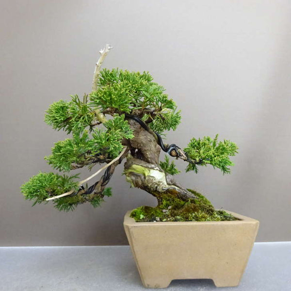 盆栽 真柏 樹高 約 17cm しんぱく Juniperus chinensis シンパク “ジン シャリ” ヒノキ科 常緑樹 鑑賞用 観賞用 小品 h1212010997