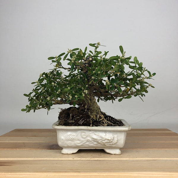 盆栽 台湾黄楊 樹高 約 13cm たいわんつげ タイワンツゲ 柘植 ツゲ科 常緑樹 鑑賞用 観賞用 小品 l1212014032