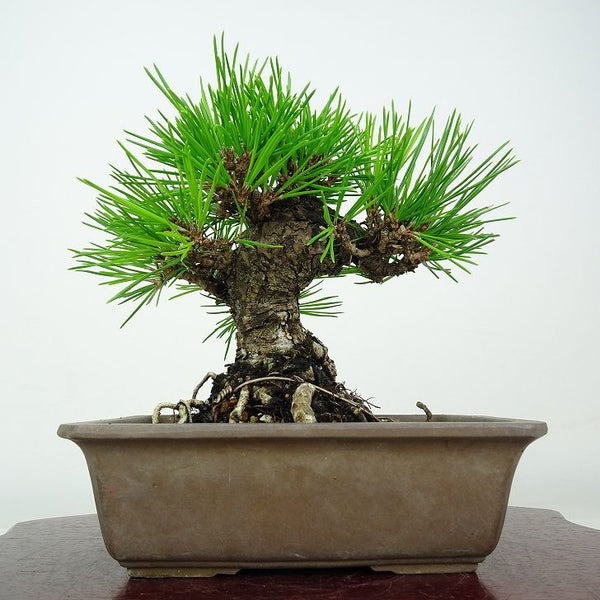 盆栽 松 黒松 樹高 約15cm くろまつ Pinus thunbergii クロマツ マツ科 常緑針葉樹 鑑賞 観賞用 小品 d1212014572