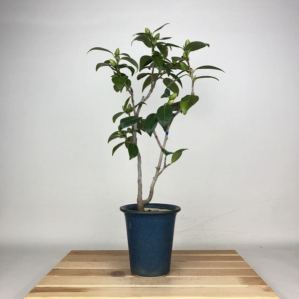 盆栽 椿 宮川 樹高 約38cm つばき Camellia japonica ツバキ ツバキ科 常緑樹 観賞用 g1212012031