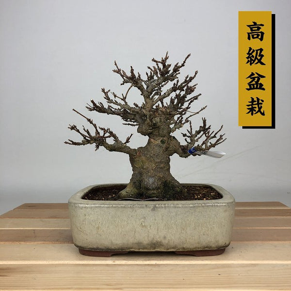 盆栽 楓 樹高 約13cm かえで 高級盆栽 Acer カエデ 紅葉 カエデ科 落葉樹 鑑賞 観賞用 小品 f1212014639