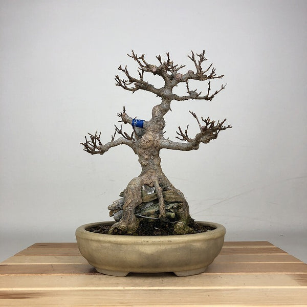 盆栽 楓 樹高 約22cm かえで Acer カエデ 紅葉 石付 カエデ科 落葉樹 鑑賞 観賞用 v1212020651