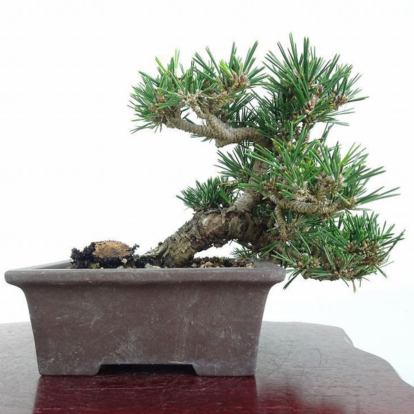 盆栽 松 黒松 寿寸松 樹高 上下 約15cm くろまつ Pinus thunbergii クロマツ 寸松 マツ科 常緑針葉樹 鑑賞 観賞用 小品 j1212017459