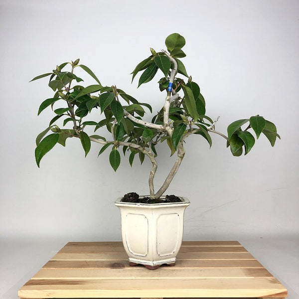 盆栽 椿 太郎冠者 樹高 約31cm つばき Camellia japonica ツバキ ツバキ科 常緑樹 観賞用 j1212018951