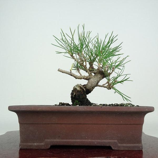 盆栽 松 黒松 樹高 約14cm くろまつ Pinus thunbergii クロマツ マツ科 常緑針葉樹 鑑賞 観賞用 小品 p1212014370