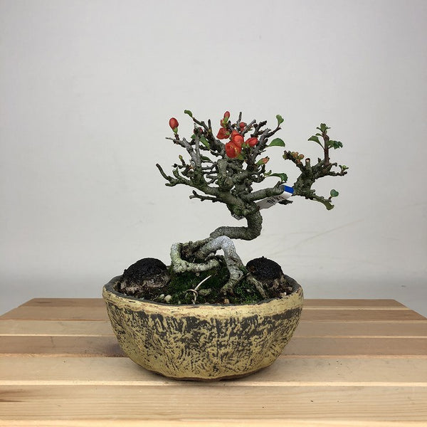 盆栽 梅 長寿梅 樹高 約12cm ちょうじゅばい Chaenomeles japonica チョウジュバイ バラ科 ボケ属 落葉樹 鑑賞 観賞用 小品 g1212008847