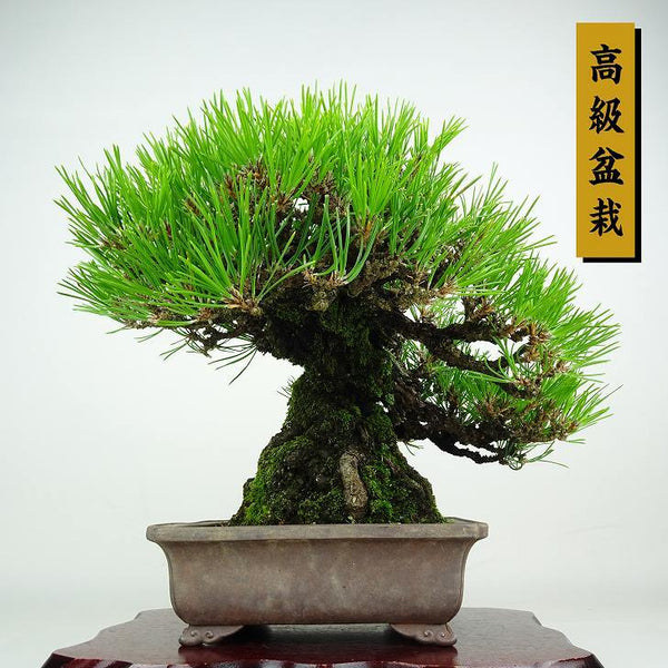盆栽 松 黒松 樹高 約25cm くろまつ 高級盆栽 Pinus thunbergii クロマツ マツ科 常緑針葉樹 鑑賞用 観賞用 w1212020351
