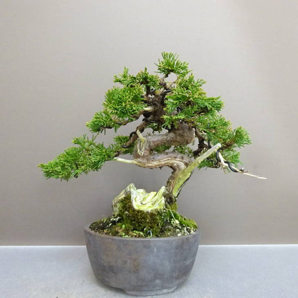 盆栽 真柏 樹高 約 19cm しんぱく Juniperus chinensis シンパク “ジン シャリ” ヒノキ科 常緑樹 鑑賞用 観賞用 小品 q1212019416