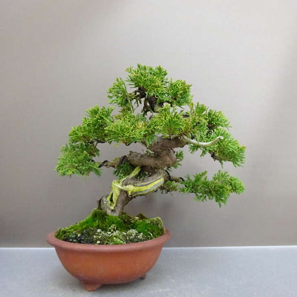盆栽 真柏 樹高 約 20cm しんぱく Juniperus chinensis シンパク “ジン シャリ” ヒノキ科 常緑樹 鑑賞用 観賞用 小品 e1212018665