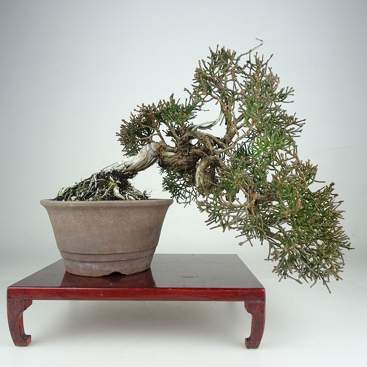 盆栽 真柏 樹高 上下 約24cm しんぱく Juniperus chinensis シンパク ジン シャリ ヒノキ科 常緑樹 鑑賞 観賞用 ...