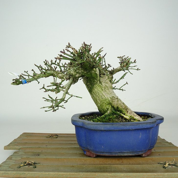 Newest Products - GreenFlow - Aquatic Plant and Landscape Design
