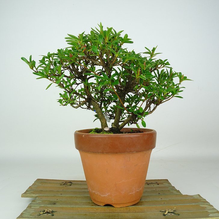 日本盆景 - 杜鵑｜植物盆栽及園藝用品專門店｜森流 GreenFlow – 森流