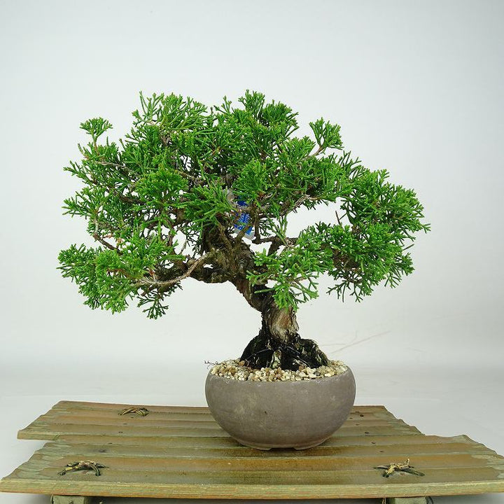 盆栽 真柏 樹高 約21cm しんぱく Juniperus chinensis シンパク ジン ヒノキ科 常緑樹 鑑賞 観賞用 ...