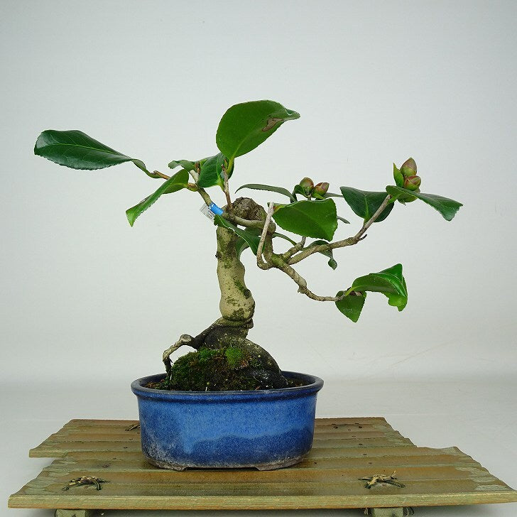 盆栽 椿 出雲大社 樹高 約25～28cm つばき Camellia japonica ツバキ