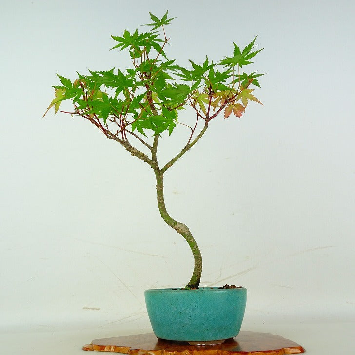 盆栽　楓　樹高51cm 日本盆景-楓｜植物盆栽及園藝用品專門店｜森流GreenFlow – 森流