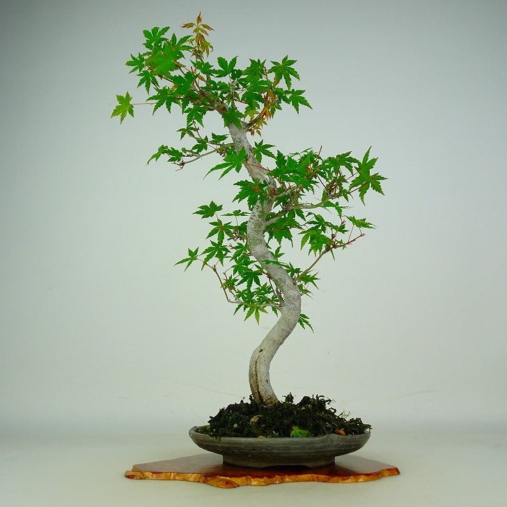 日本盆景-楓｜植物盆栽及園藝用品專門店｜森流GreenFlow – 森流