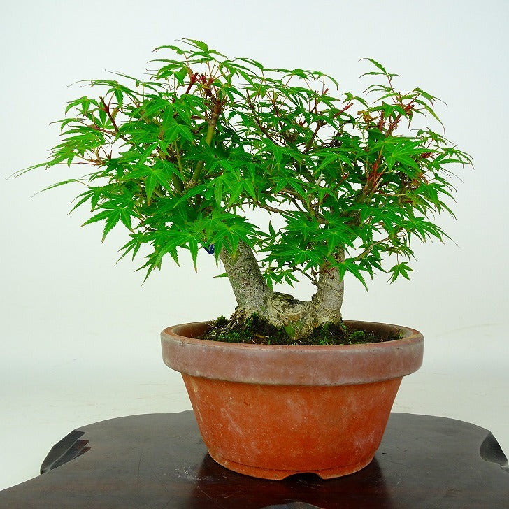 日本盆景-楓｜植物盆栽及園藝用品專門店｜森流GreenFlow – 森流