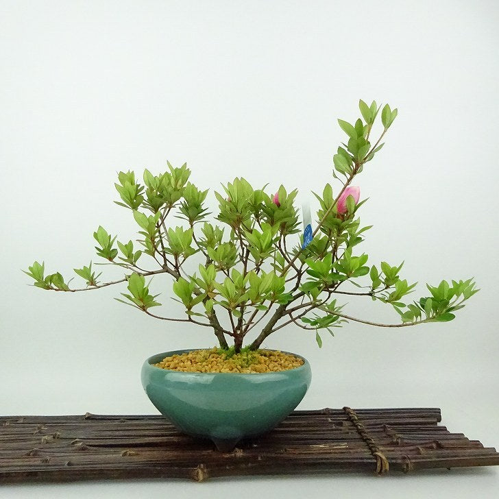 f*g様 さつき盆栽 一目惚れ 皐月 盆栽 皐月 樹高 約21cm さつき Rhododendron indicum サツキ 八重