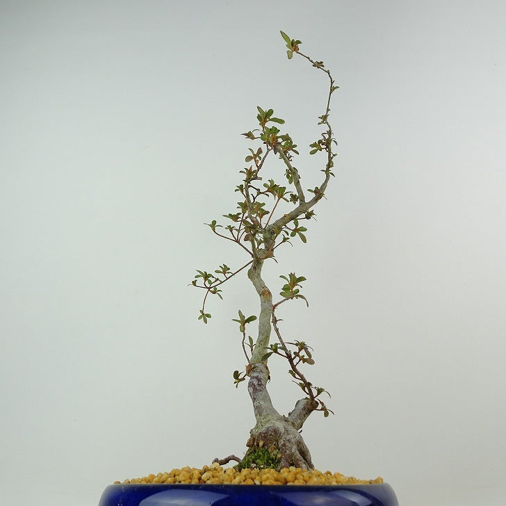 盆栽 皐月 深山満月 樹高 約37cm さつき Rhododendron indicum サツキ