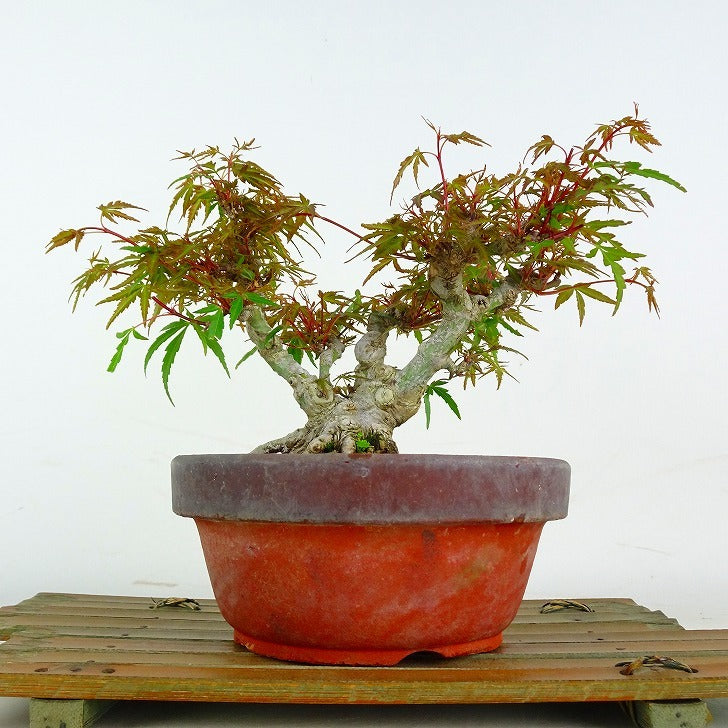 日本盆景-楓｜植物盆栽及園藝用品專門店｜森流GreenFlow – 森流