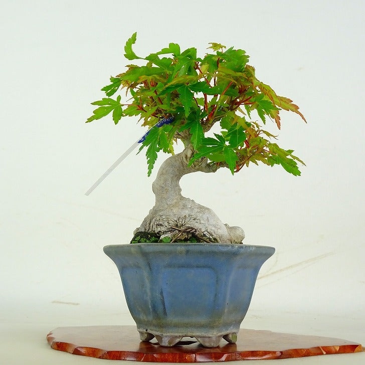 盆栽　楓　樹高51cm 日本盆景-楓｜植物盆栽及園藝用品專門店｜森流GreenFlow – 森流